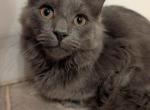 Mr Grey - Maine Coon Kitten For Sale - Butler&comma; IN&comma; US