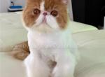 Toni - Persian Cat For Sale - Fort Myers&comma; FL&comma; US