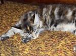 Swirled Tortie - Maine Coon Kitten For Sale - Connellsville&comma; PA&comma; US