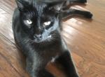 Bear - Domestic Cat For Adoption - Tampa&comma; FL&comma; US