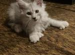 Silver male polydactyl - Maine Coon Kitten For Sale - Connellsville&comma; PA&comma; US