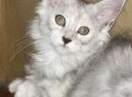 Silver female polydactyl - Maine Coon Kitten For Sale - Connellsville&comma; PA&comma; US