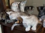 Beautiful Maine Coon kittens - Maine Coon Kitten For Sale - Connellsville&comma; PA&comma; US