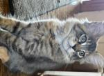 Striped Tortie - Maine Coon Kitten For Sale - Connellsville&comma; PA&comma; US