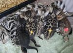 Males and Female Litter - Bengal Kitten For Sale - GA&comma; US