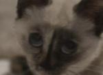 Seal tortie female - Siamese Kitten For Sale - Deer Park&comma; IL&comma; US