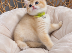 Maple golden - British Shorthair Kitten For Sale - Oakland&comma; CA&comma; US