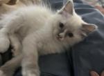 Shadow - Ragdoll Kitten For Sale - San Diego&comma; CA&comma; US