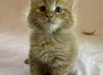 Moe Siberian Shynx Domestic - Siberian Kitten For Sale - 