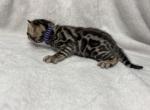 Purple collar - Bengal Kitten For Sale - Tallahassee&comma; FL&comma; US