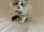 Scooter Siberian Sphynx domestic mixed breed - Siberian Kitten For Sale - 