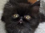 Persian Himalayan Beauties - Persian Kitten For Sale - San Fernando&comma; CA&comma; US