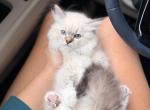 Hester - Siberian Kitten For Sale - Brookville&comma; OH&comma; US