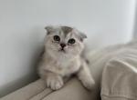 Sinba - Scottish Fold Kitten For Sale - Middletown&comma; DE&comma; US