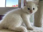 Snowball Siberian Shynx and Domestic mixed breed - Siberian Kitten For Sale - Chandler&comma; AZ&comma; US