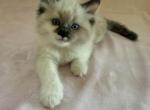 Sunny mixed breed Siberian Sphynx domestic mixed - Siberian Kitten For Sale - Chandler&comma; AZ&comma; US