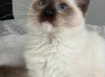 Bueatiful Ragdoll Girl Seal Point mitted - Ragdoll Kitten For Sale - Southwick&comma; MA&comma; US
