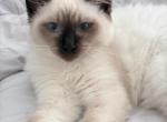Bueatiful Ragdoll Boy TICA - Ragdoll Kitten For Sale - 