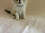 Buster Siberian Sphynx Domestic mixed breed - Siberian Kitten For Sale - Chandler&comma; AZ&comma; US