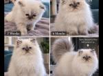 BonJovi - Himalayan Kitten For Sale - NJ&comma; US