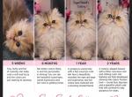 Nirvana - Persian Kitten For Sale - NJ&comma; US