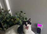 Polydactyl kittens - American Shorthair Kitten For Sale - Agawam&comma; MA&comma; US
