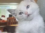 Ragamese - Siamese Kitten For Sale - Gardnerville&comma; NV&comma; US