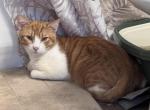 Benny - Domestic Cat For Sale/Service - Austin&comma; TX&comma; US
