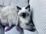 Maxime's litter - Himalayan Kitten For Sale - Binghamton&comma; NY&comma; US