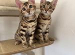 Bengal Kittens - Bengal Kitten For Sale - 