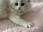 Hera - Ragdoll Kitten For Sale - Port Saint Lucie&comma; FL&comma; US