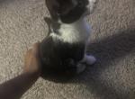 Tsubaki - Domestic Kitten For Adoption - Aurora&comma; IL&comma; US