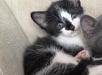 Juniper - Domestic Kitten For Sale - Irving&comma; TX&comma; US