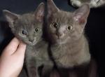 Longhair and blue russian - American Longhair Kitten For Sale - Murray&comma; UT&comma; US