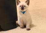 Cocoa Puff - Siamese Kitten For Sale - 