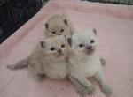 Ragdoll Kittens - Ragdoll Kitten For Sale - Delano&comma; CA&comma; US