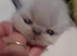Faith's kittens - Persian Kitten For Sale - Winter Haven&comma; FL&comma; US