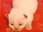 Sofia kittens - Persian Kitten For Sale - Winter Haven&comma; FL&comma; US