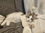 Ragdoll mix kitten - Ragdoll Kitten For Sale - Oregon&comma; IL&comma; US