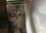 4th of July babies - Ragdoll Kitten For Sale - Peabody&comma; MA&comma; US