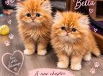 Luna - Persian Kitten For Sale - Cypress&comma; TX&comma; US