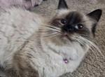 Kats ravishing ragdolls ragdoll kittens - Ragdoll Kitten For Sale - Lancaster&comma; PA&comma; US