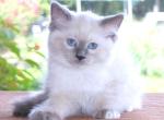 Ragdoll Kitten Woody Blue Male Mitted Colorpoint - Ragdoll Kitten For Sale - 