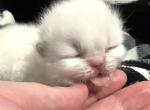 Priscillas litter - Himalayan Kitten For Sale - Reidsville&comma; NC&comma; US