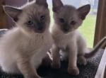 Mocha - Siamese Kitten For Sale - 