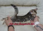 purple collared female - Bengal Kitten For Sale - San Jose&comma; CA&comma; US