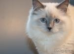 REDUCED Princess Evangeline - Ragdoll Kitten For Adoption - 