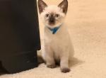 Cocoa Puff - Siamese Kitten For Sale - 