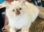 Lauren - Ragdoll Kitten For Sale - 