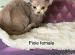 Pixie - Devon Rex Kitten For Sale - Homer&comma; IL&comma; US